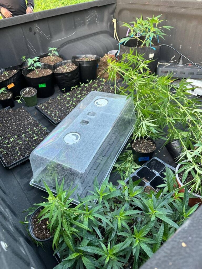 Police also found containers containing 165 young plants of the genus cannabis (hemp) in a room in the house. - Photo courtesy TTPS