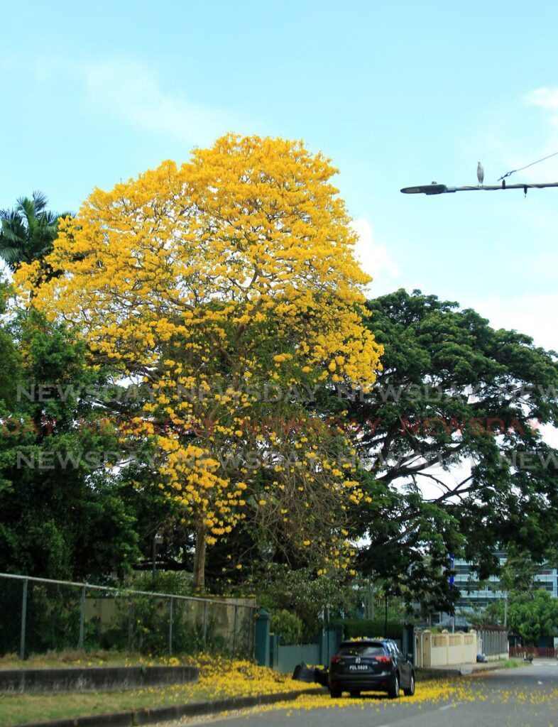 MAGNIFICENT: A yellow poui tree in full bloom in St Clair, Port of Spain. Hundreds of poui trees in the Northern Range are also in bloom at this time of the year. PHOTO BY FAITH AYOUNG - Faith Ayoung