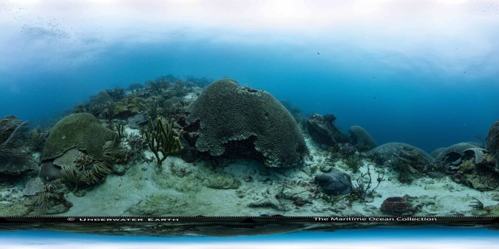 Brain corals of northeast Tobago. - Photo courtesy Maritime Ocean Collection | Underwater Earth