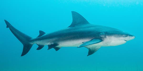 A bull shark. - Image courtesy National Wildlife Federation
