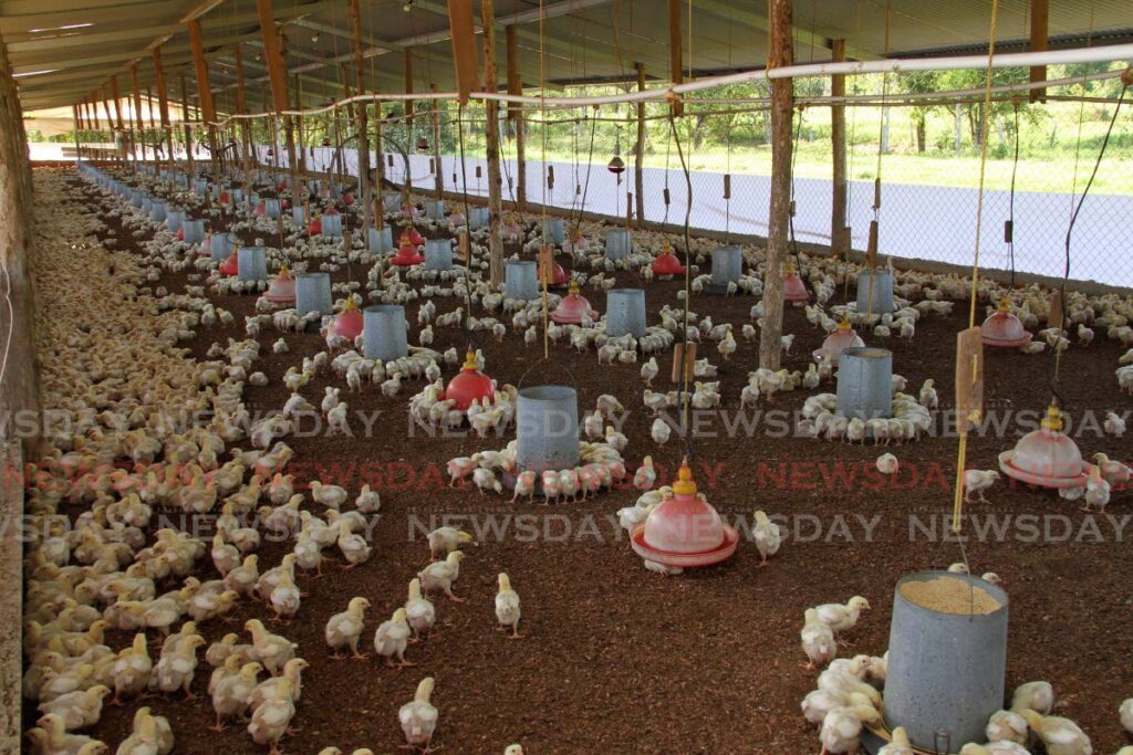 Chickens feed at the Carlsen Field farm of Harinath Jankie in this March 2021 file photo.
 
 - File photo/Angelo Marcelle