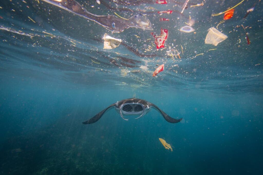 Manta ray with plastic pollution. Youth leaders were tasked with developing their own pledges for the protection of the environment through plastic-pollution reduction at the Our Ocean Conference. Photo courtesy  Ocean Image Bank - 