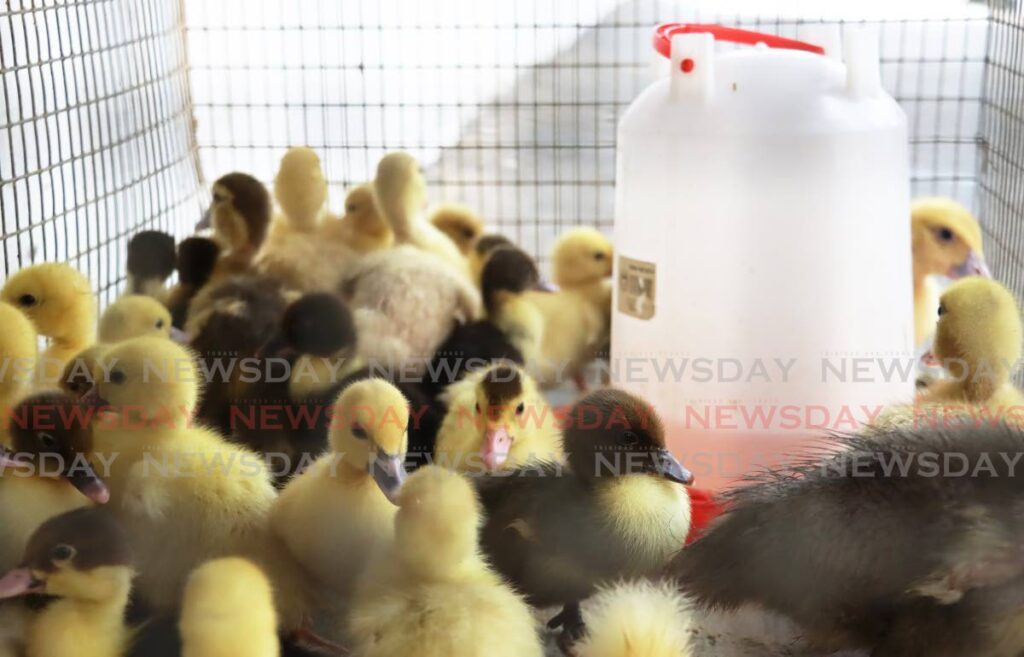 CHICKS COOLING DOWN: Chicks at Trinibroilers Pet and Poultry Supplies on Duke Street, Port of Spain. - File photo by Roger Jacob