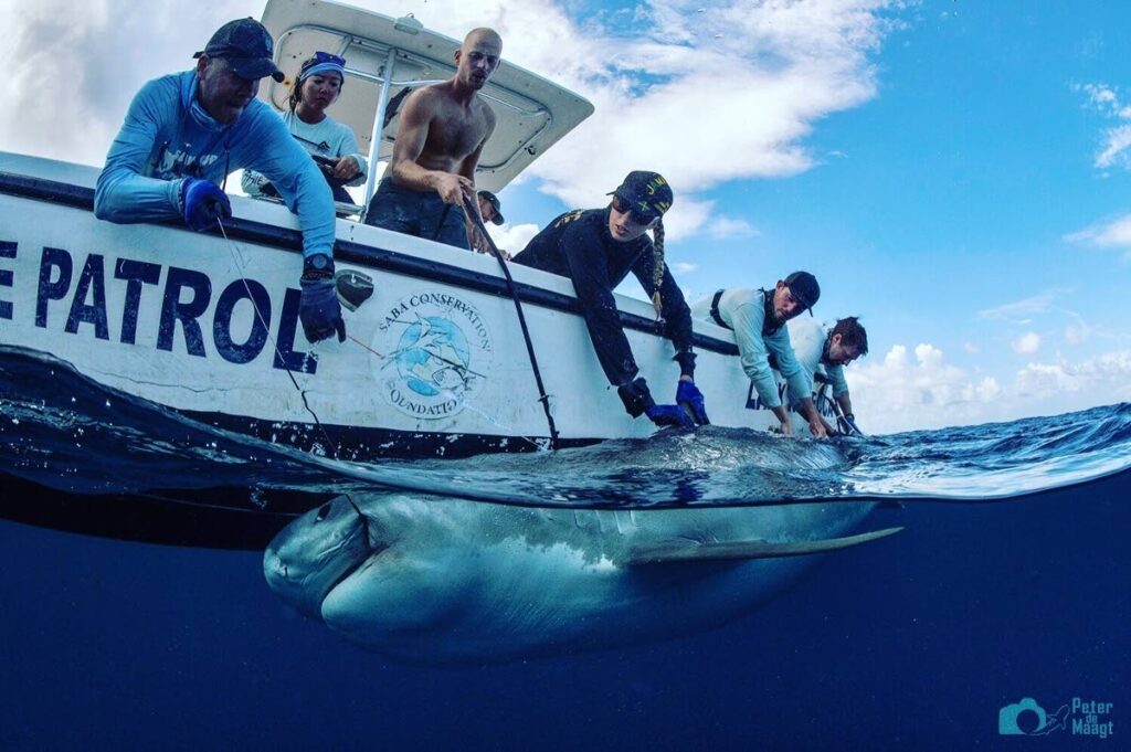 Shark tagging on Saba Bank. Photo courtesy Daniel Norwood - 