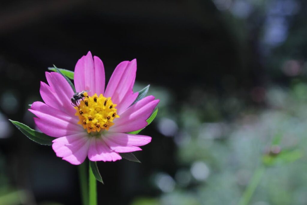 Stingless bee on Cosmos - 