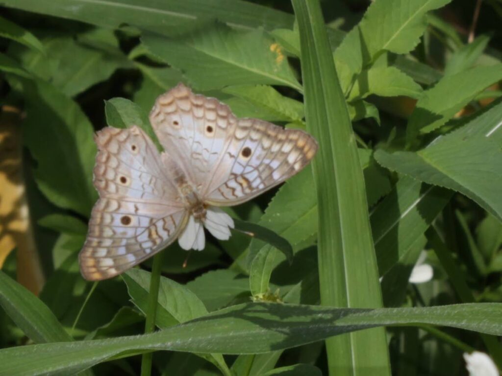 Butterfly on railway daisy