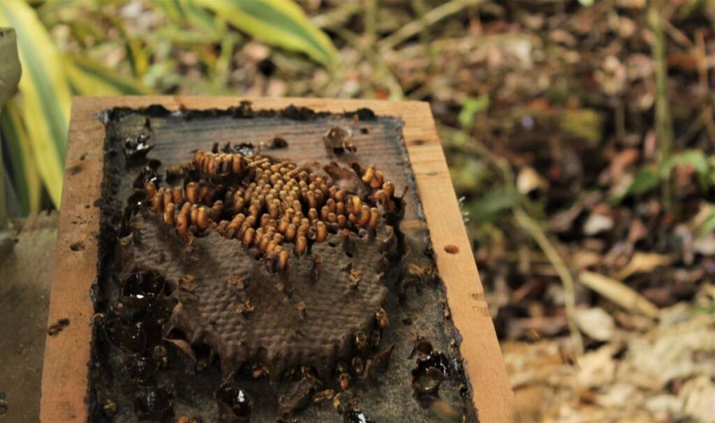 Mature boxed colony of stingless bees 