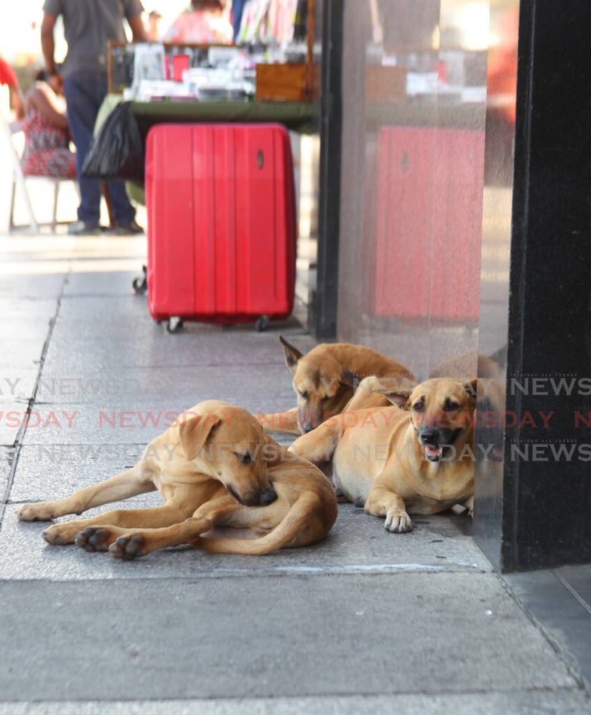RELAXIN': This group of stray dogs make themselves comfortable along the pavement on Frederick Street, Port of Spain on February 19. - Photo by Faith Ayoung