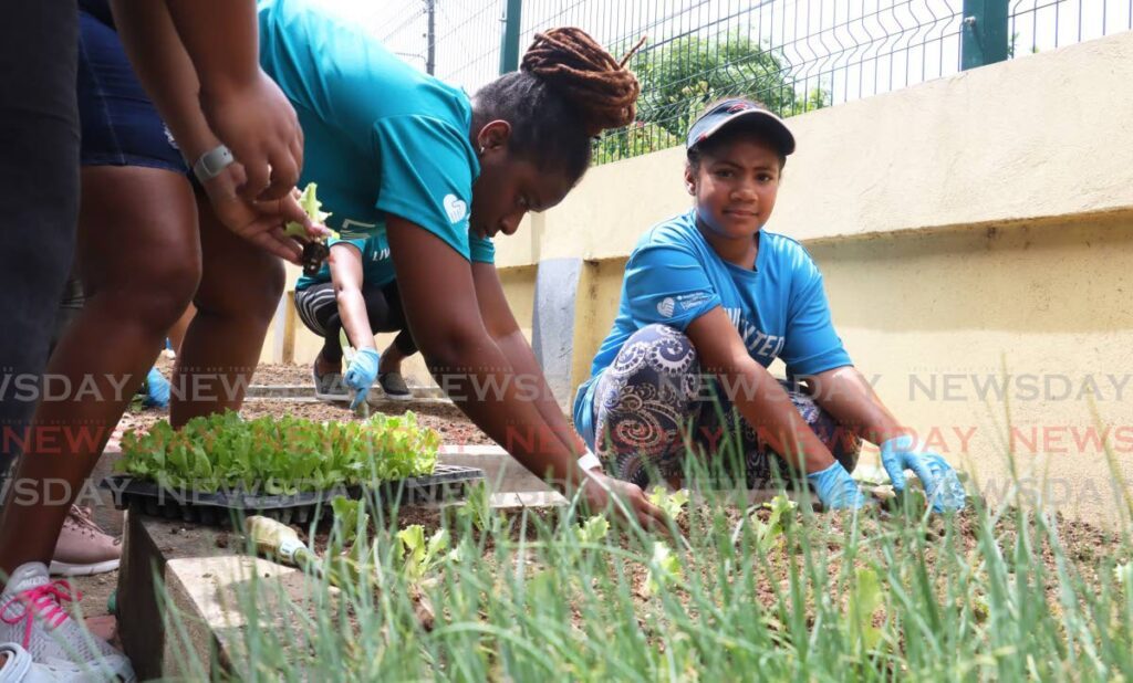 Employees of Republic Bank Ltd plant vegetable seedlings at the St John’s Girl’s RC School in Diego Martin for this year’s Republic Bank and United Way National Day of Caring Initiative on May 20.