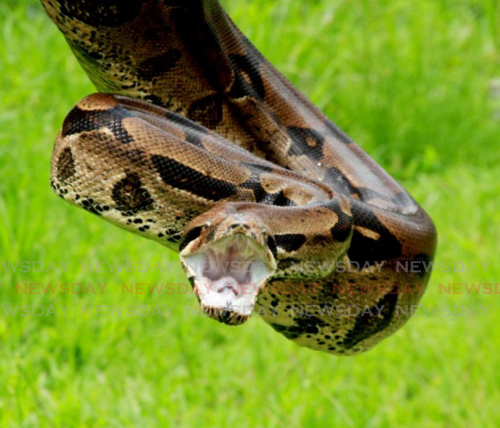 Although the boa constrictor is non-venomous, the snake has two rows of teeth and can give a powerful bite.
 - File photo