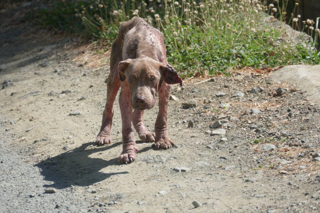 Murphy limps along the road leading to Kilgwyn Bay, Tobago. - Photo courtesy Elspeth Duncan