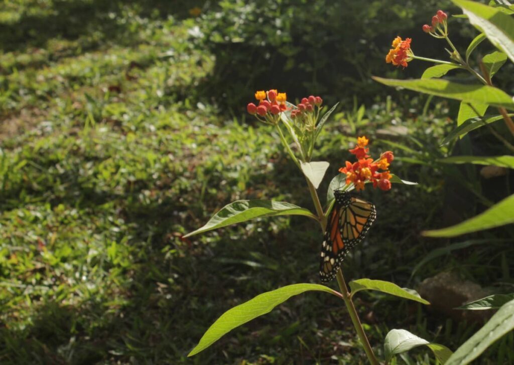 Monarch on milkweed in pollinator garden. - 