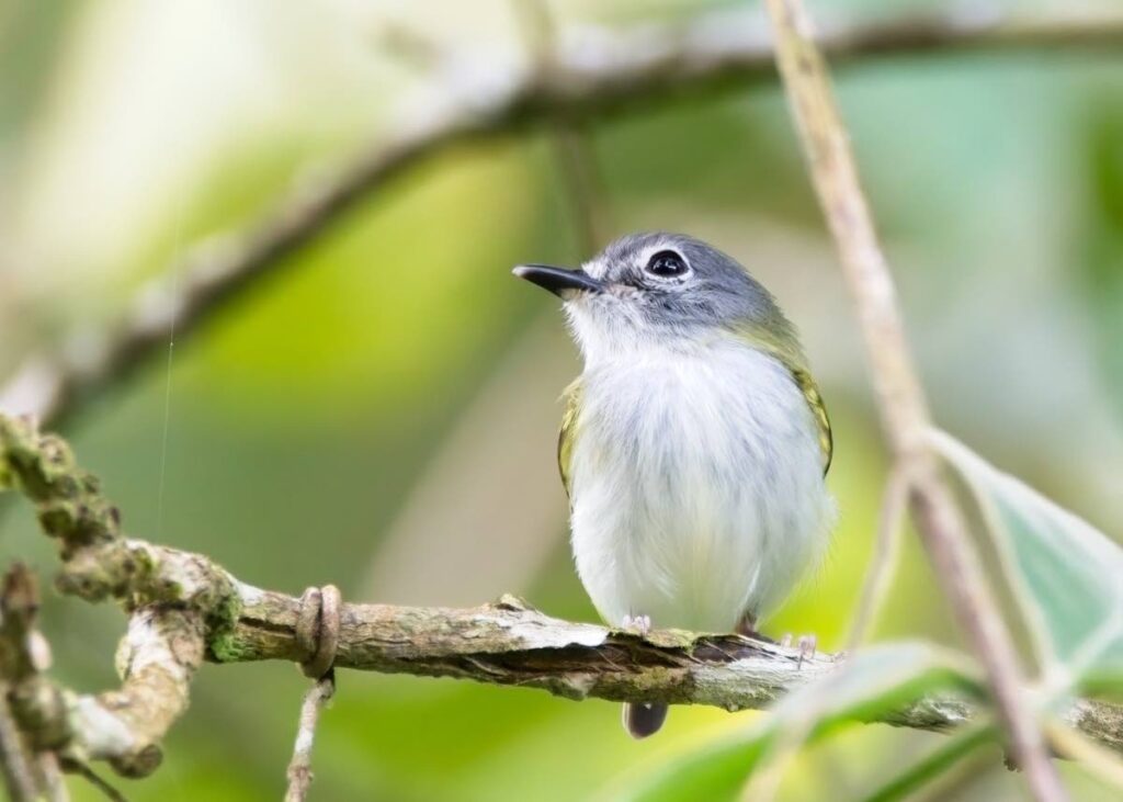 Short-tailed pygmy tyrant:  This species is one of the smallest birds found in TT and organisers are hoping to spot one during this year's Bioblitz. - Photo courtesy Jerome Foster