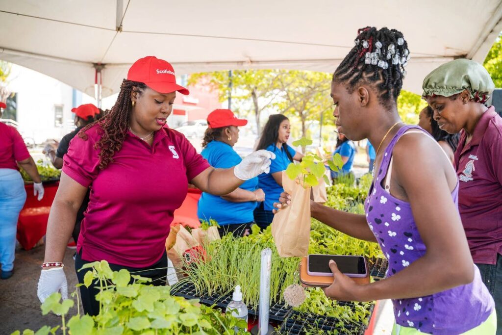 Scotiabank's Lowlands employees package and distribute seedlings in Tobago in commemoration of World Environment Day. - 