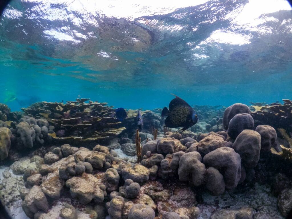 French angelfish and a Buccoo patch reef. - Photo courtesy Shivonne Peters