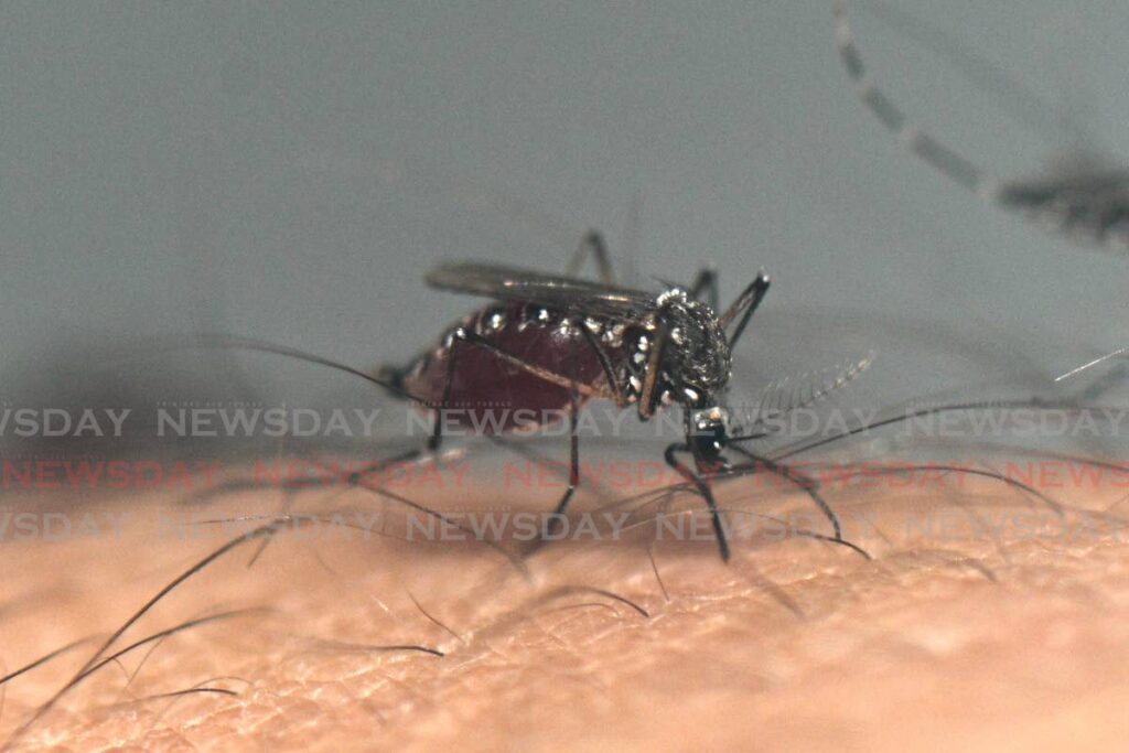 LITTLE KILLER:  An aedes aegypti mosquito feeds on the blood of a worker at a laboratory in Buenos Aires, Argentina where research is ongoing into the biological and genetic characteristics of this type of mosquito which is the vector for diseases including dengue fever, zika and chikungunya. AFP PHOTO  - LUIS ROBAYO 