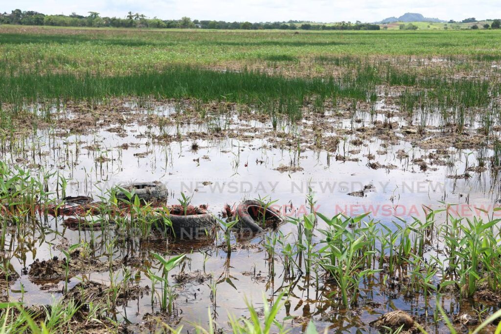 Discarded tyres sit in a pool of stagnant water in an open field on Hosein's Avenue, Woodland on Sunday. - Photo by Venessa Mohammed