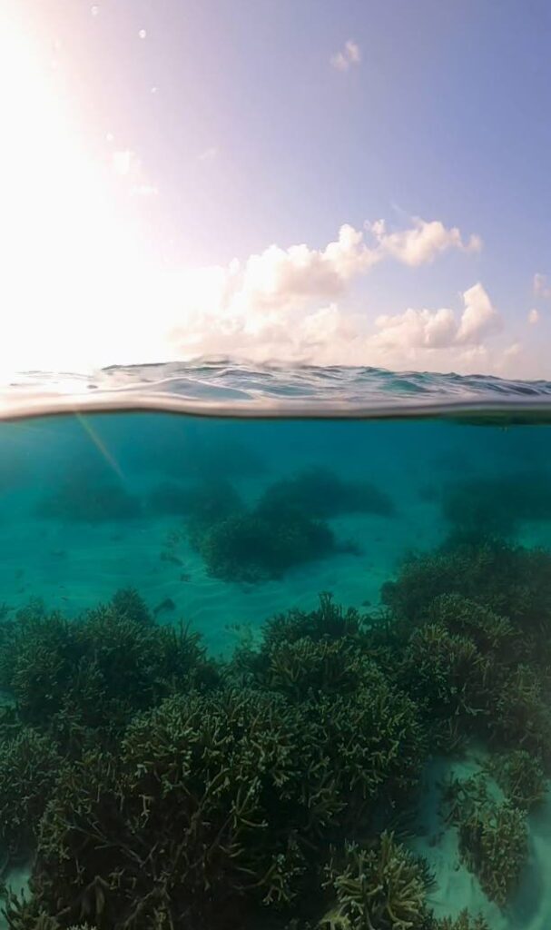 Corals of Buccoo Reef Marine Park need active management. - 