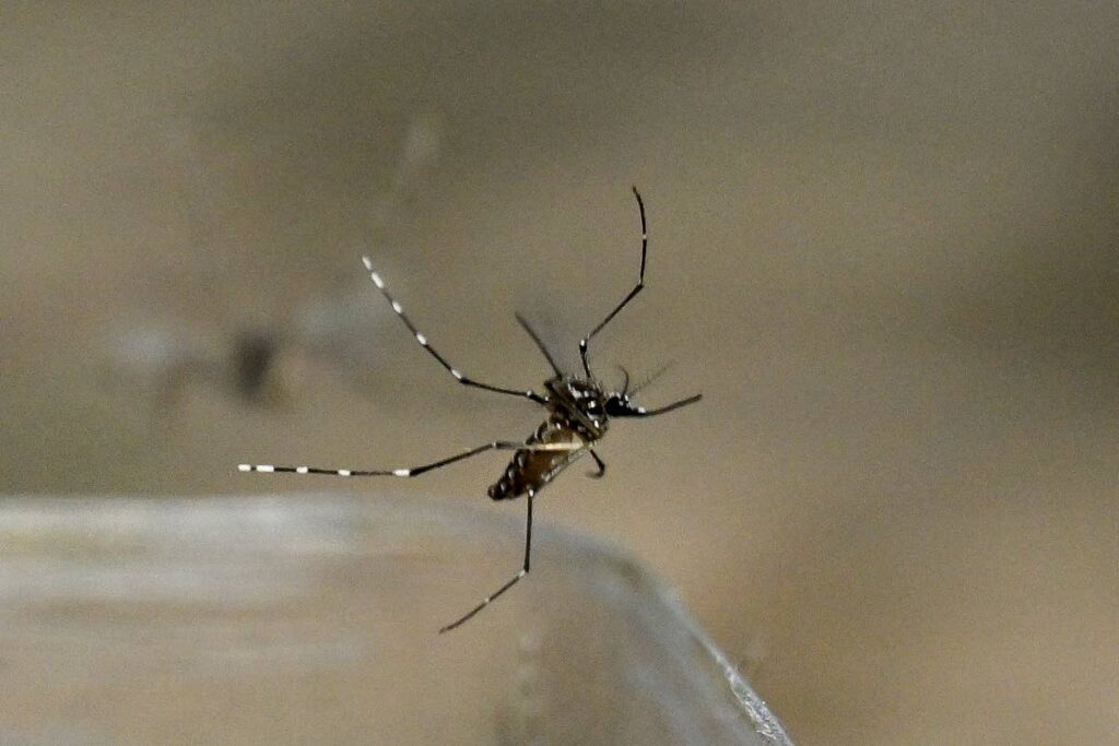 The Aedes aegypti mosquito transmits the virus that cause dengue fever. - AFP PHOTO