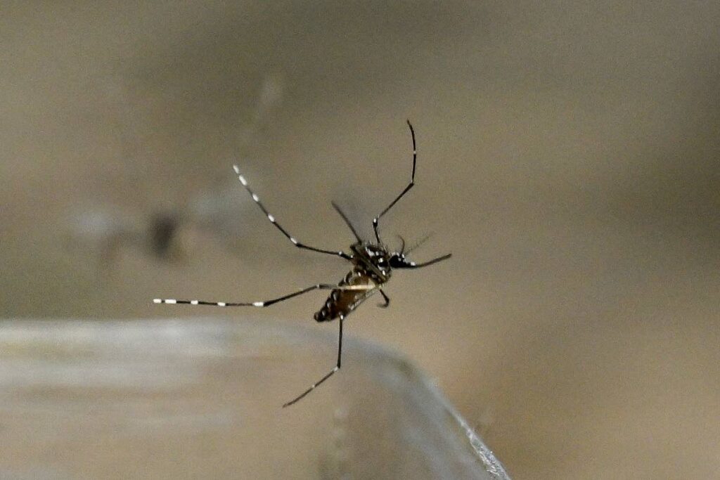 58 new dengue circumstances recorded – Trinidad and Tobago Newsday