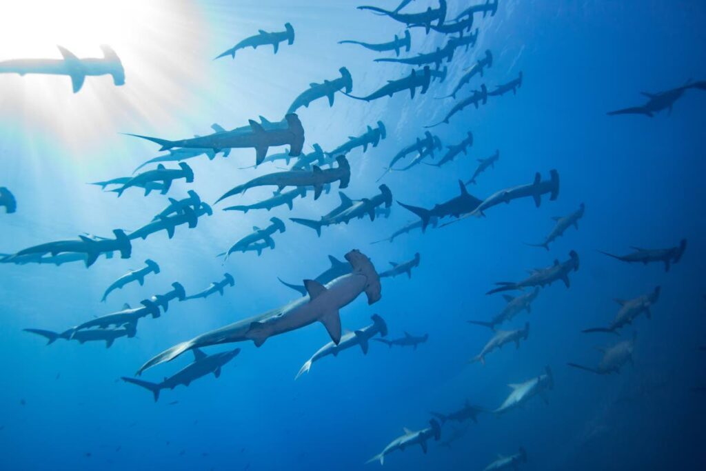 A school of hammerhead sharks, Mikimoto, Japan. Credit: Masayuki Agawa / Ocean Image Bank - 