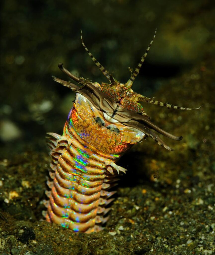 Bobbit worm. Photo by Jenny Huang. Creative Commons Attribution 2.0 Generic - 