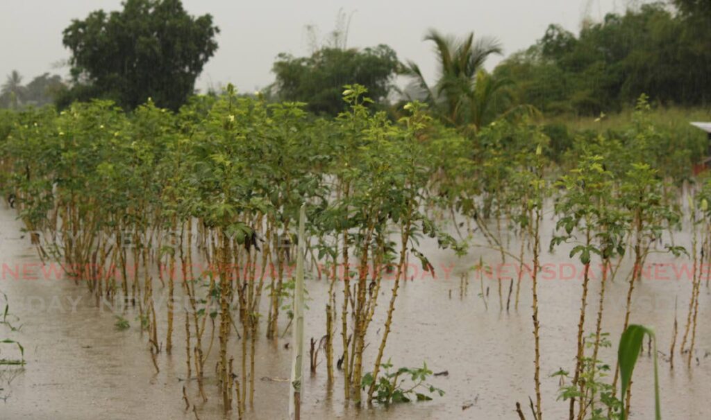 A farmer's field is flooded in South Pesea, Tunapuna. - File Photo by Roger Jacob
