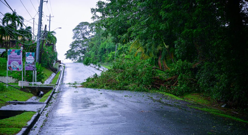 A fallen tree caused by strong winds associated with Hurricane Beryl blocks Shirvan Road in Tobago on July 1. - Photo by Visual Styles