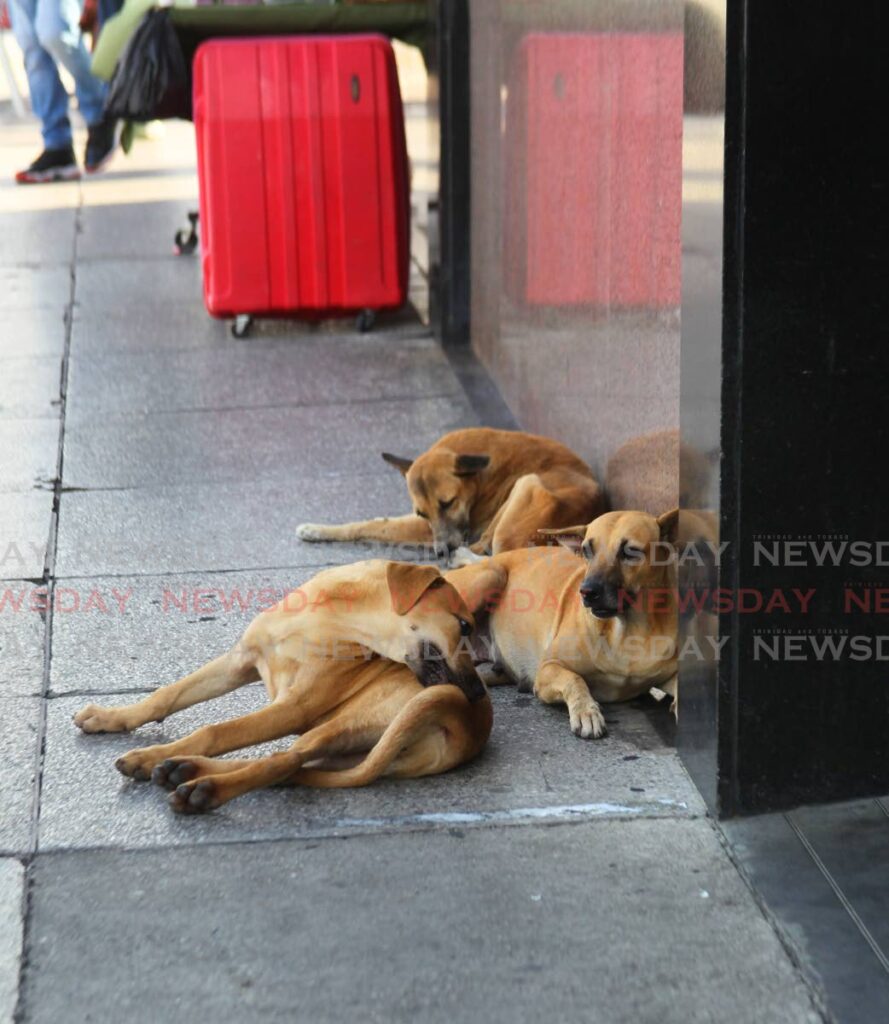 From left, stray dogs Buster, Mama and Bronco have been on the streets of Port of Spain for a little over three years. Often found at the corner of Frederick Street and Independence Square, these pups gather in the evenings for food and pets from passers-by. - Photo by Faith Ayoung