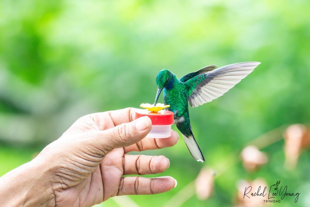 A white-tailed sabrewing feeding of a handheld nectar vessel at Unique Tours Tobago.  - Photo by Rachel Lee Young