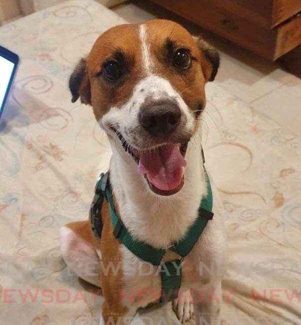 Newsday's digital editor Sydney Joseph's dog Mac smiles for the camera.  - 