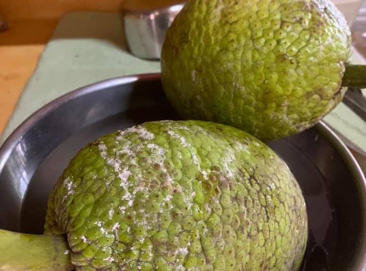 Breadfruits. - Photo courtesy Wendy Rahamut