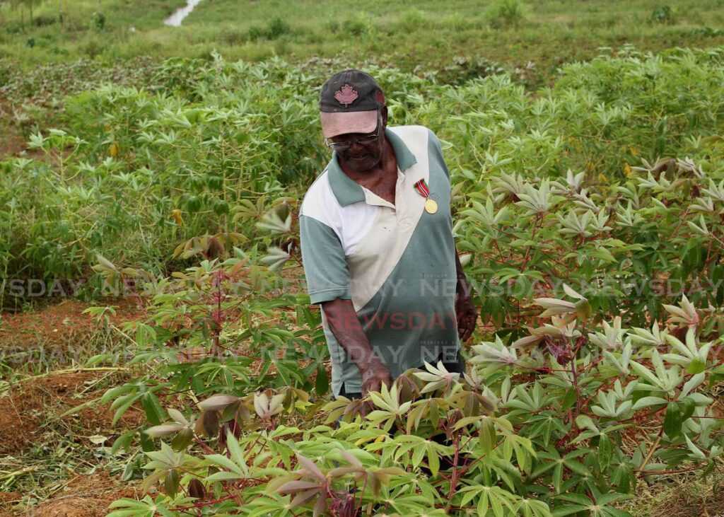 Ramdeo Boondoo at his Palmiste farm in Central Trinidad. 