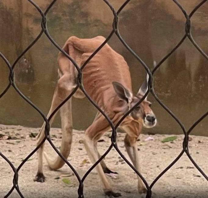 SOCIAL MEDIA SCANDAL: This photo of an emaciated kangaroo was posted on social media earlier this week, promting an investigation by the Ministry of Agriculture, which said on Thursday the animal was in fair condition and being cared for by zoo officials in keeping with standard care and welfare protocols.  - Social Media