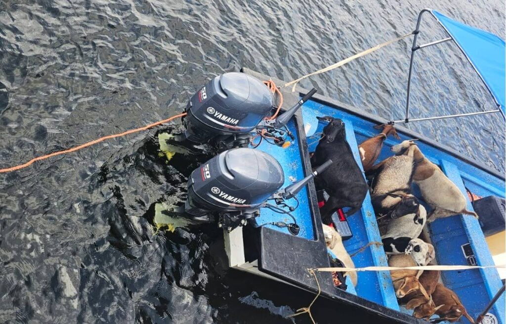 Illegal animals on a boat at Staubles Bay, Chaguaramas. The boat was intercepted by coast guard officers on the morning of August 31. - Photo courtesy Ministry of Agriculture