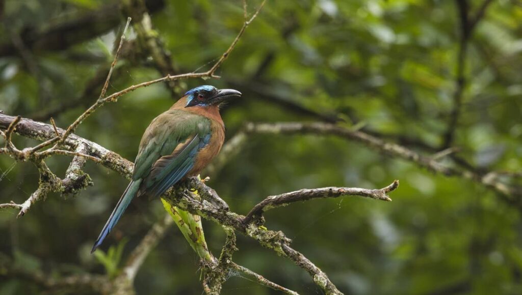 A Trinidad motmot perches roadside along the Roxborough-Bloody Bay Road through the Main Ridge Forest Reserve in Tobago. - Photo courtesy Faraaz Abdool