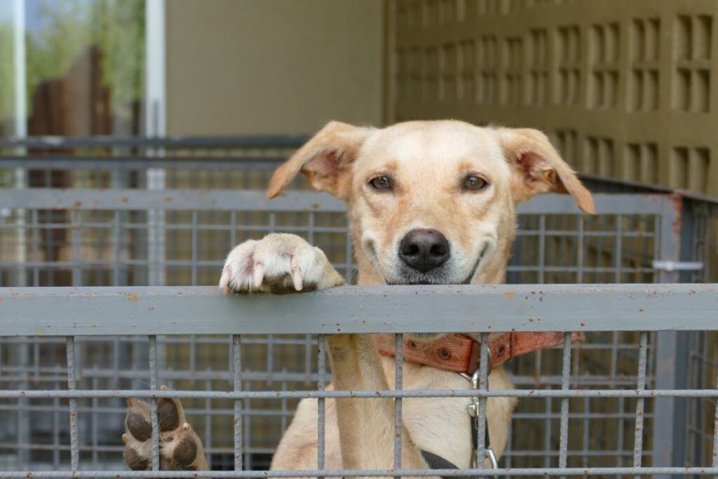   Sweetie, one of the dogs spayed at a 2022 Venus Doggess of Love/Worldwide Rural Assistance Program low cost spay/neuter clinic. - Elspeth Duncan