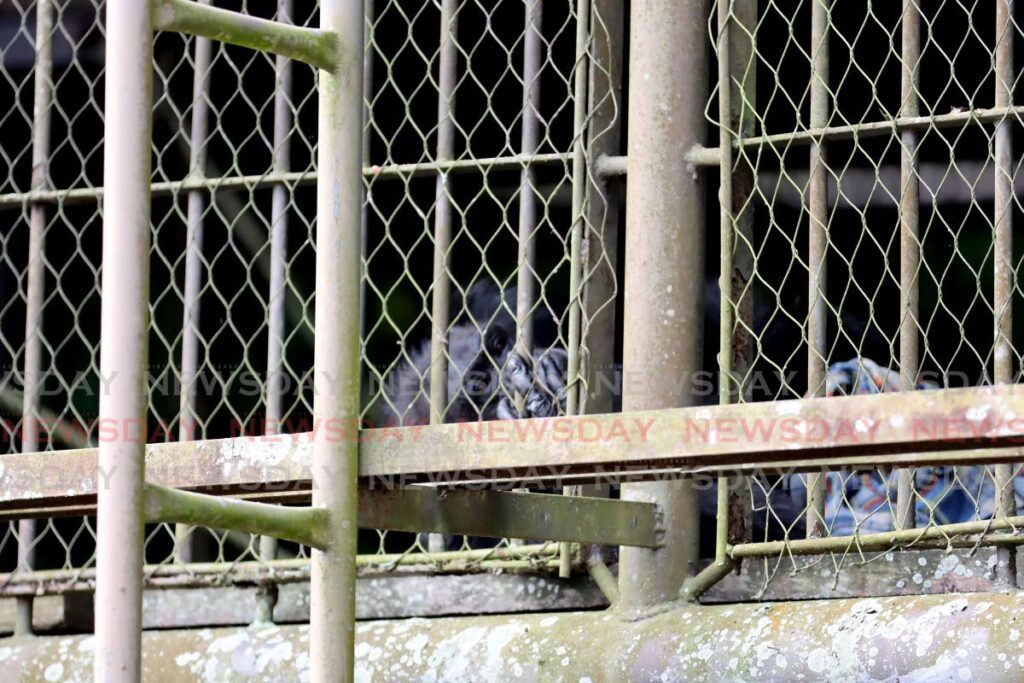 Chimpanzee Sudi at the Emperor Valley Zoo, Port of Spain on September 14. - Photo by Ayanna Kinsale 