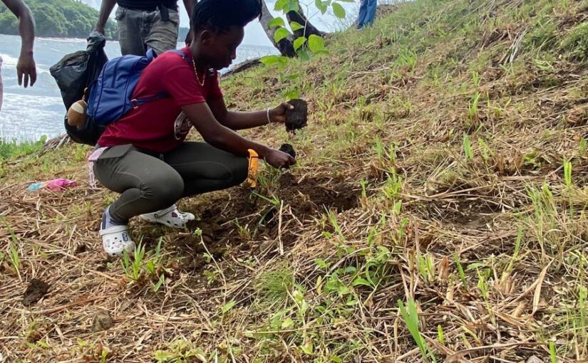 A student plants a tree in Richmond, Tobago on the weekend as part of the Central Bank’s 60th anniversary observances.