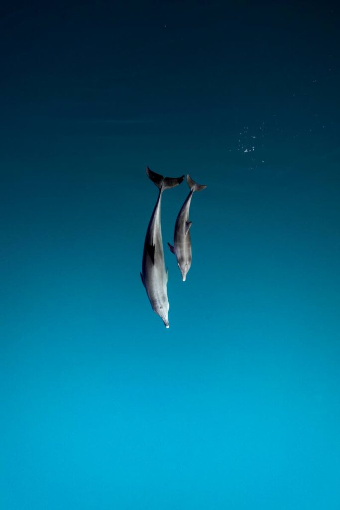 Dolphins in Shark Bay, Western Australia. - Photo courtesy Emilie Ledwidge/Ocean Image Bank