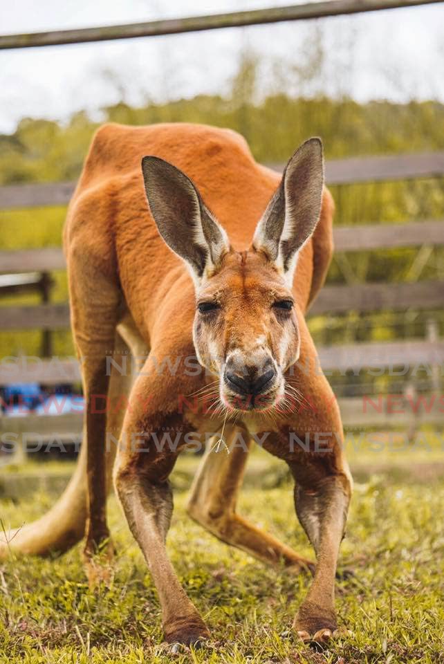 Jack the red kangaroo in a 2019 photo at Safari Eco Park in Chaguaramas.  - Safari Eco Park Facebook page 