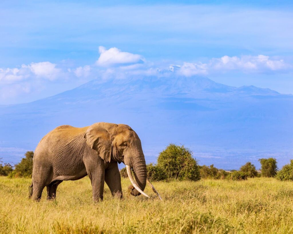 The planet's largest land animal is seen here with the largest free-standing mountain: a savanna elephant and Mt Kilimanjaro. - Photo courtesy Faraaz Abdool