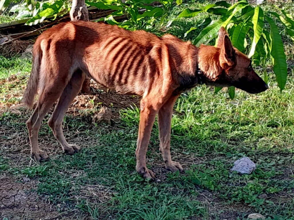 Tiggy two days after being rescued. - Photo courtesy Elspeth Duncan