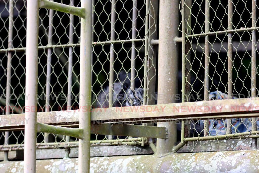 Chimpanzee Sudi at the Emperor Valley Zoo, Port of Spain on September 14. The TT Society for the Prevention of Cruelty to Animals wants the zoo to reconsider importing exotic animals to be put on display.  - FILE PHOTO 