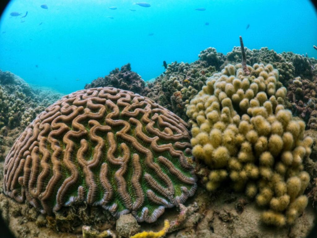 In Tobago, many brain corals bleached and died last year, and in 2024, many colonies started to pale and bleach as early as July.  - Anjani Ganase