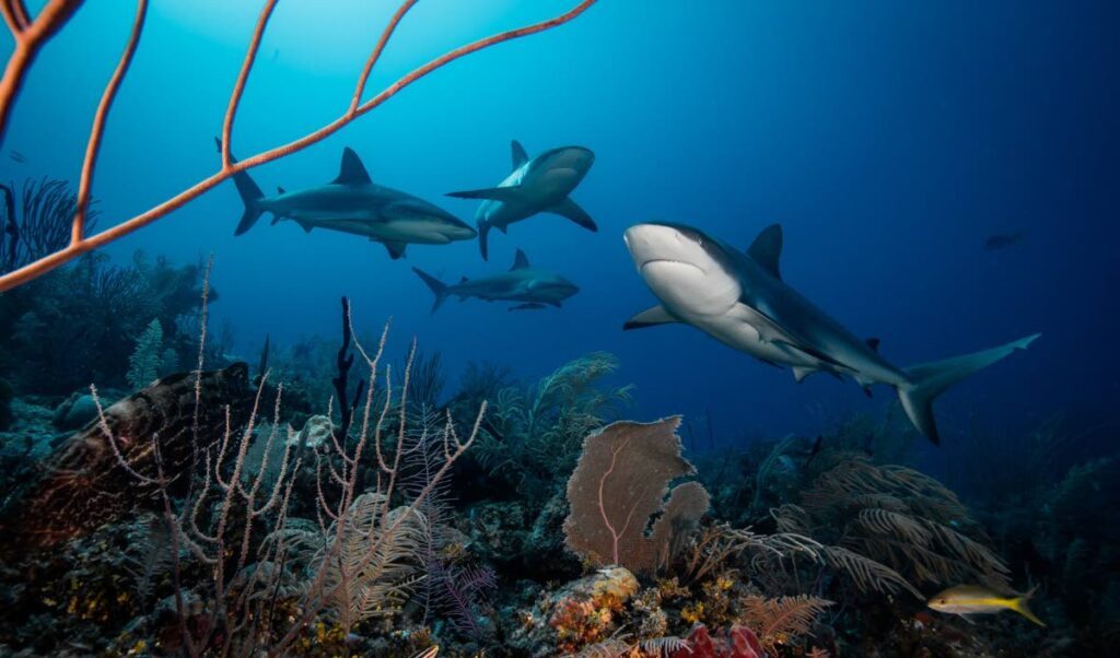 Sharks seen in Jardines de la Reina, Cuba. Global warming is expected to shift the home ranges of over 12,000 species of marine organisms, many of which will experience poleward shifts as waters heat up. PhotoS courtesy Ocean Image Bank  - 