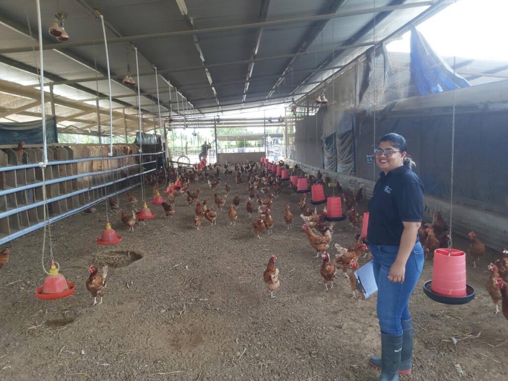 Republic Bank's manager, centre for business innovation, Tricia Bissoon Pollard visits a local poultry farm. - Photo courtesy Republic Bank