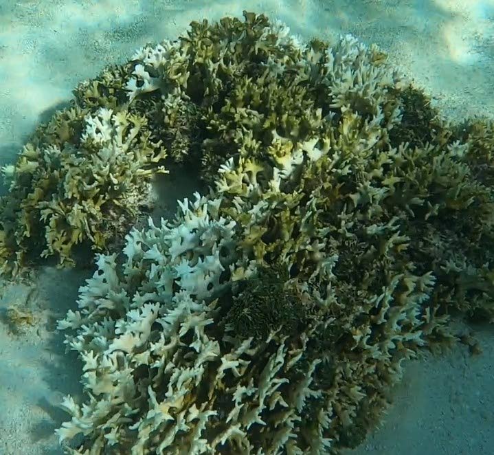 Suspected coral bleaching in fire corals (mMillepora) in south-west Tobago. - 