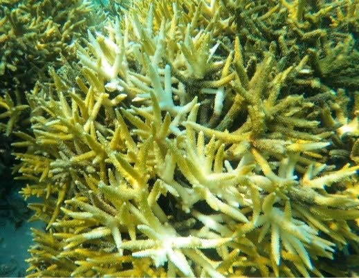 Suspected coral bleaching in staghorn corals (acropora cervicornis) in south-west Tobago. Many coral reefs of the Caribbean have passed the tipping point after consecutive mass bleaching events in the last five to ten years.  - Photo by Shivonne Peters-McPherson