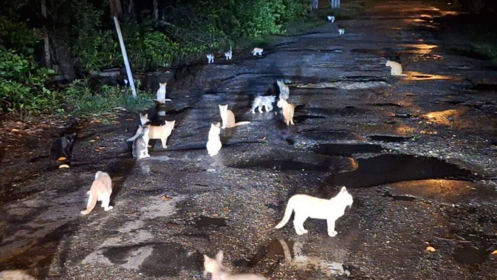 Cats are seen prowling a street in Caroni at night. - 